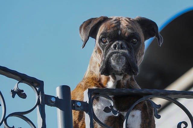guard-dog-boxer בוקסר שומר על הבית