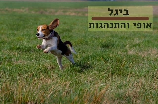 כלב ביגל רץ בשדה ביגל אופי והתנהגות