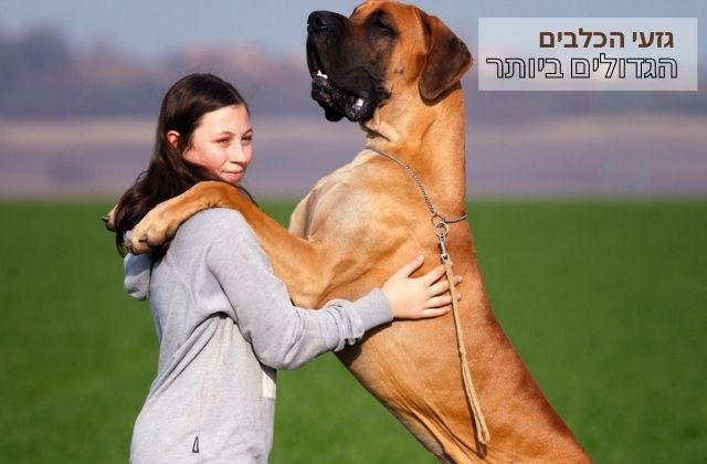 הכלבים הכי גדולים בעולם כלבים ענקיים