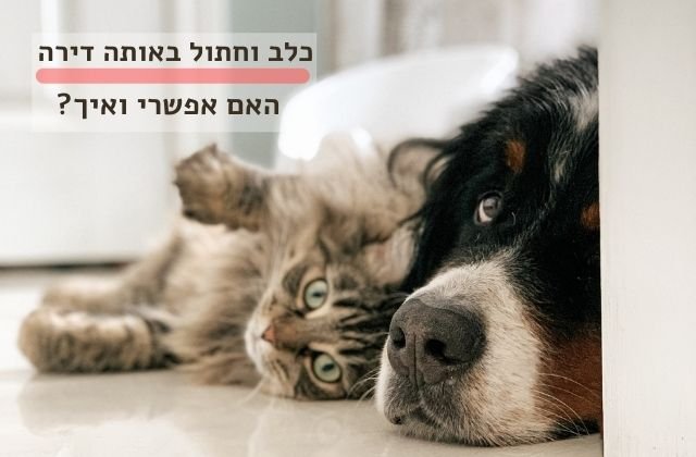 כלב וחתול חיים יחד האם אפשרי ואיך