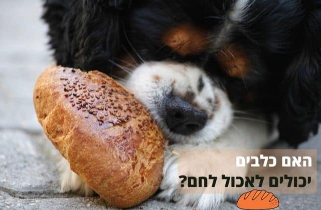 האם כלבים יכולים לאכול לחם ולמה שמרים מסוכנים להם
