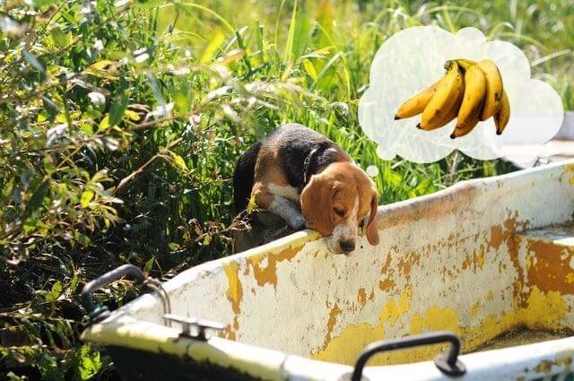 כלב ביגל חושב על בננות