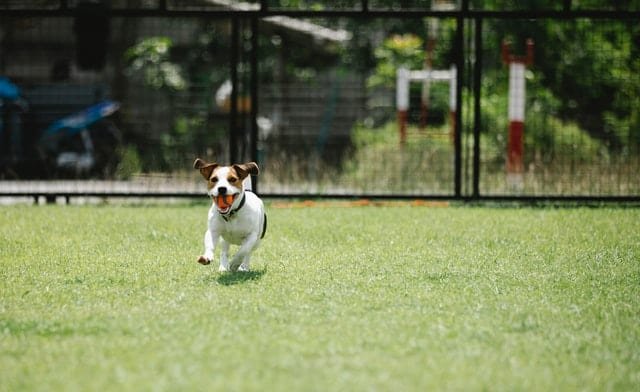כלב ג'ק ראסל רץ עם כדור