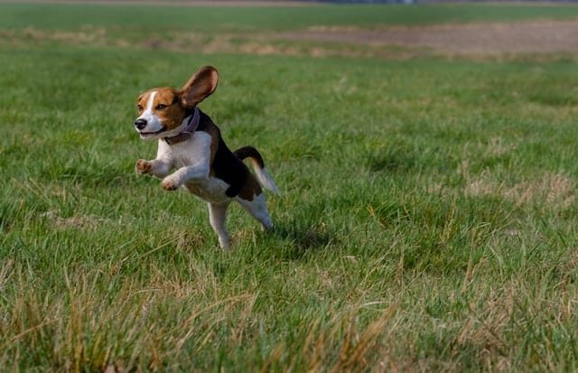 כלב ביגל רץ בשדה ירוק