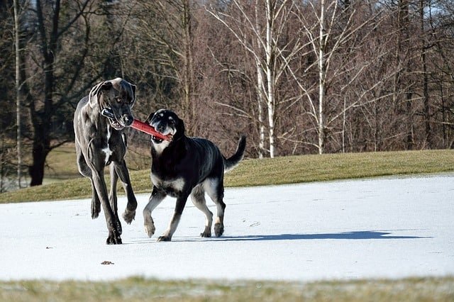 דני ענק משחק עם כלב נוסף