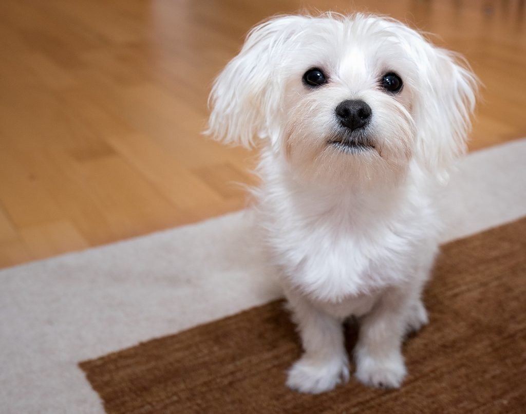 כלב מלטז לבן יושב על שטיח