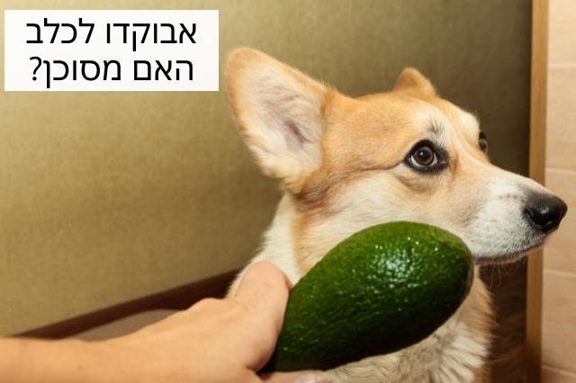 האם כלבים יכולים לאכול אבוקדו?