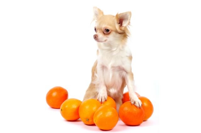 כלב עם תפוזים DOG ORANGE