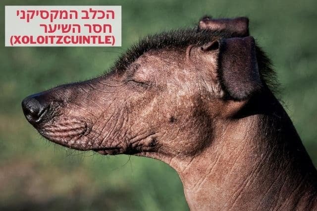 כלב מקסיקני חסר שיער (Xoloitzcuintle)