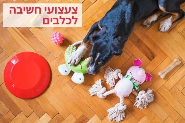 צעצועי חשיבה לכלבים