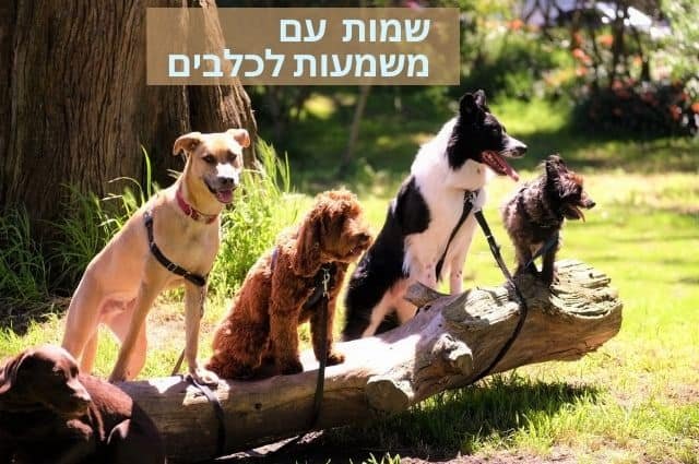 שמות לכלבים עם משמעות זכר נקבה ויוניסקס כלבים עומדים על גזע עץ בפארק