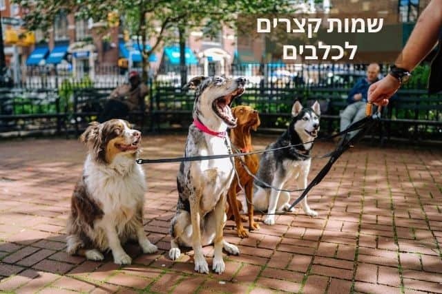 שמות קצרים לכלבים כלבים בפארק בטיול