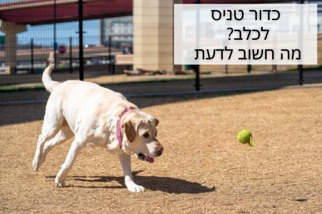 האם בטוח לתת לכלב לשחק עם כדור טניס?