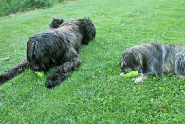 שני כלבים נהנים לאכול מלפפון טרי