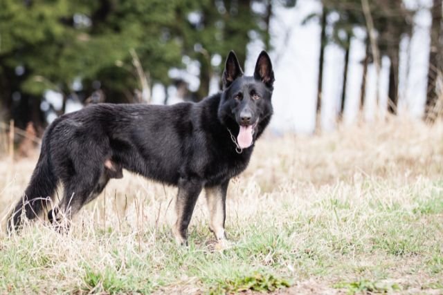 כלב רועה גרמני שחור בשדה