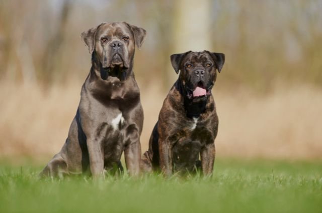שני כלבי קאנה קורסו שחורים