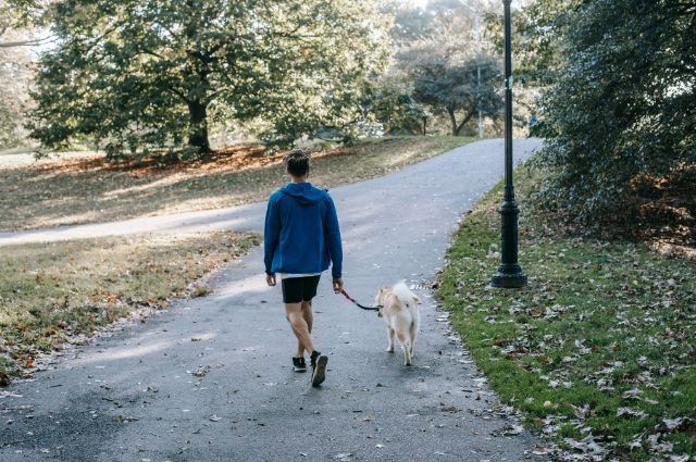 טיול עם כלב קשור לרצועה בפארק