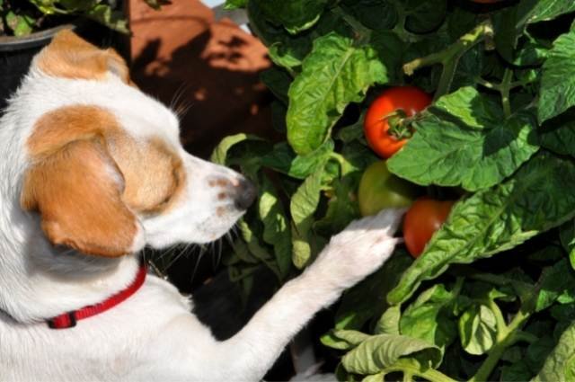 כלב בודק עגבניות, האם יכול לאכול ואיך?